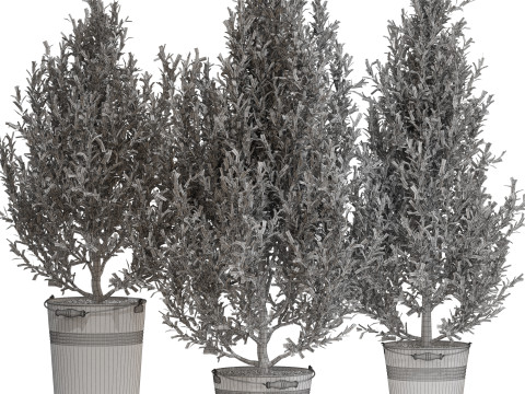 Plants collection 734 3D 模型