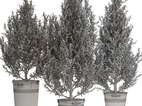 Plants collection 734 3D Model