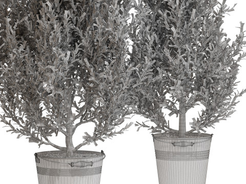 Plants collection 734 3D 模型
