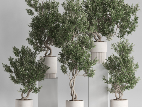 Plants collection 735 3D मॉडल