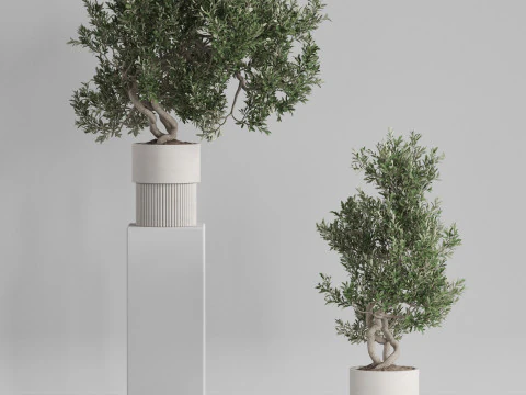Plants collection 735 3D Model