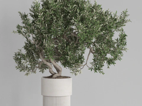 Plants collection 735 3D Model