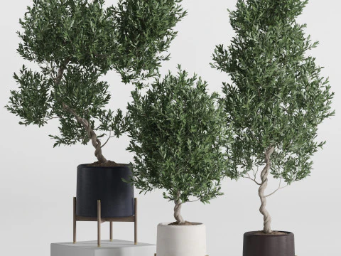 Koleksi tanaman 737 Model 3D