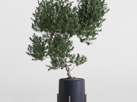 Plants collection 737 Modello 3D