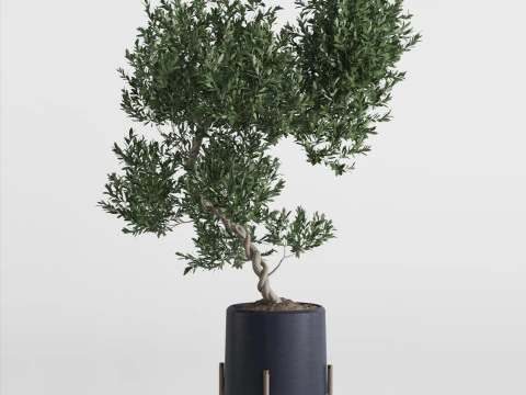 Plants collection 737 3D Model