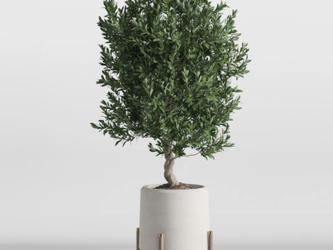 Plants collection 737 3D Model