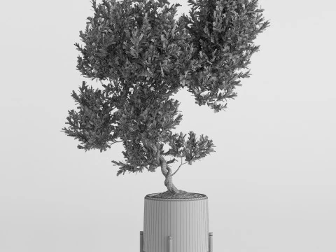 Plants collection 737 3D Model