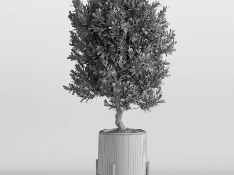 Plants collection 737 3D Model