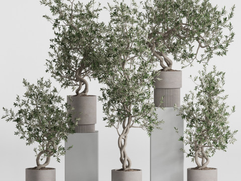 Plants collection 736 3Dモデル