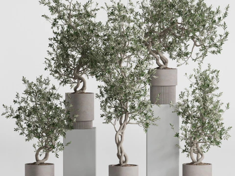 Коллекция растений 736 3D Модель