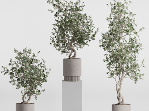 Plants collection 736 3D 모델