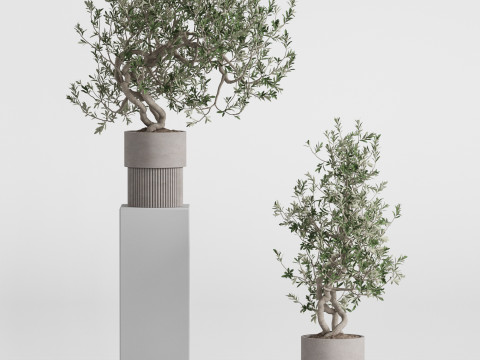 Plants collection 736 3D 모델