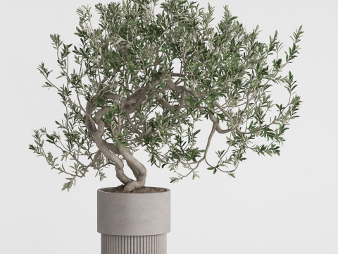 Plants collection 736 3D 모델