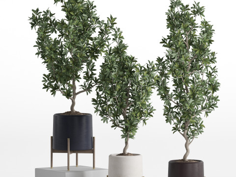 Plants collection 738 3D Model