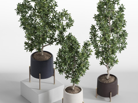 Plants collection 738 Modello 3D
