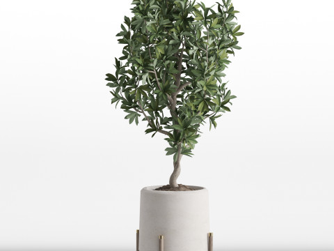 Plants collection 738 Modello 3D