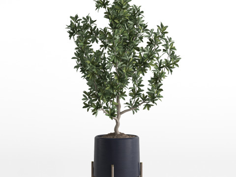 Plants collection 738 Modello 3D