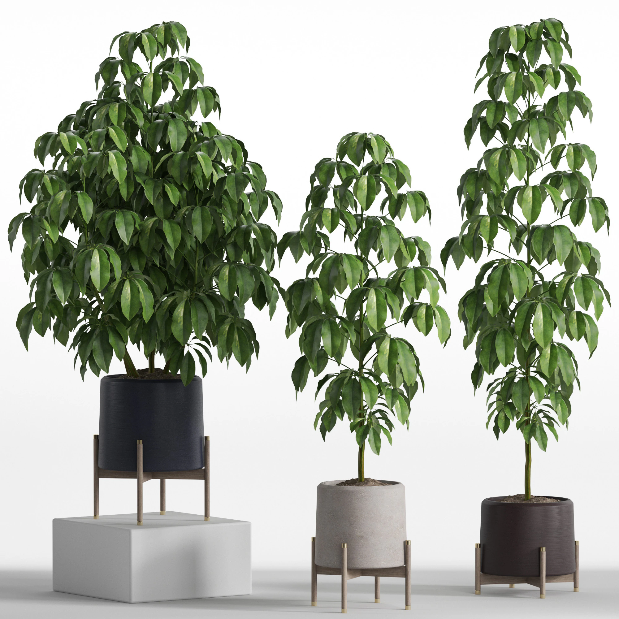 Plants collection 739 3D Model .c4d .max .obj .3ds .fbx .stl .blend