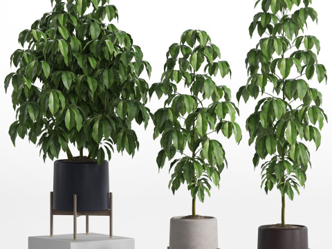 Plants collection 739 3D मॉडल