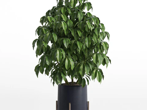Plants collection 739 3D Model