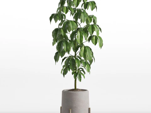 Plants collection 739 3D Model