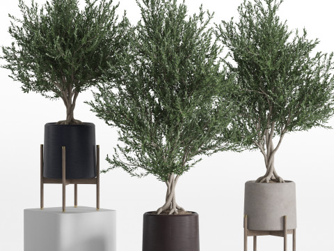 Plants collection 740 3D Model