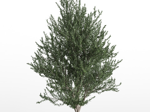 Plants collection 740 Model 3D