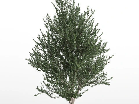 Plants collection 740 3D Model
