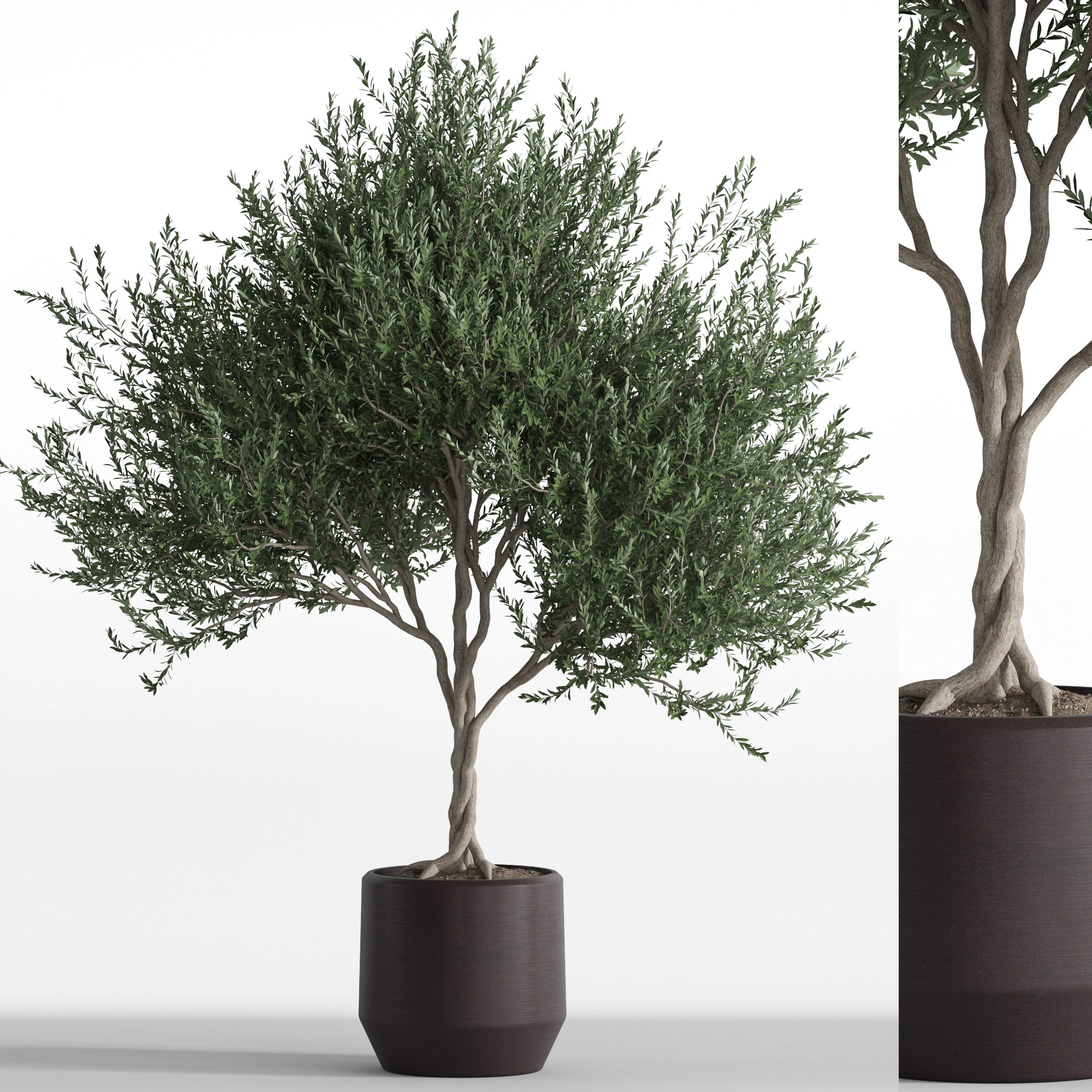 Plants collection 741 3D Model .c4d .max .obj .3ds .fbx .stl .blend