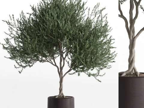 Koleksi tanaman 741 Model 3D