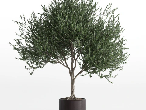 Plants collection 741 3D Model