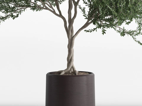 Plants collection 741 3D Model