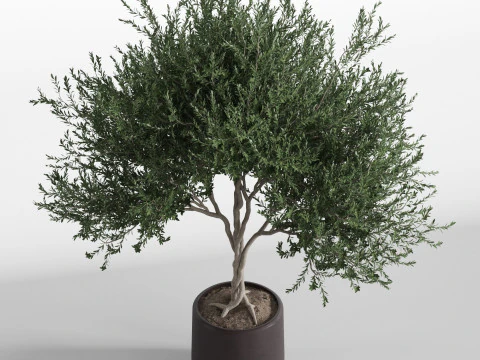 Plants collection 741 3D Model