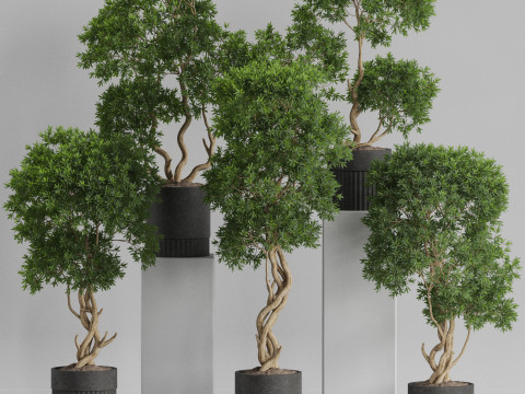 Plants collection 743 3D मॉडल
