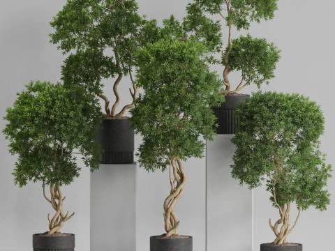 Plants collection 743 3D Model