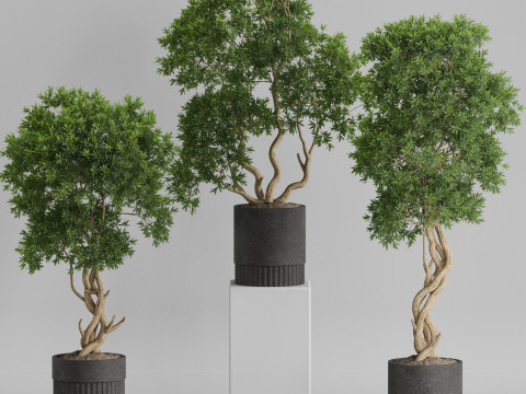 Plants collection 743 3Dモデル