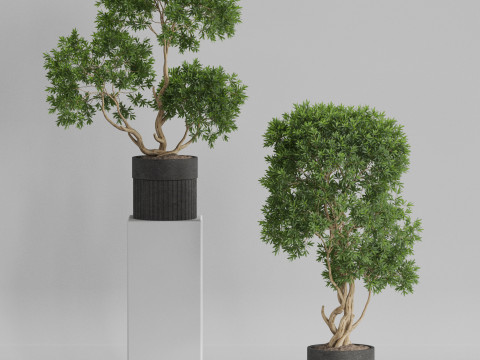 Plants collection 743 3Dモデル