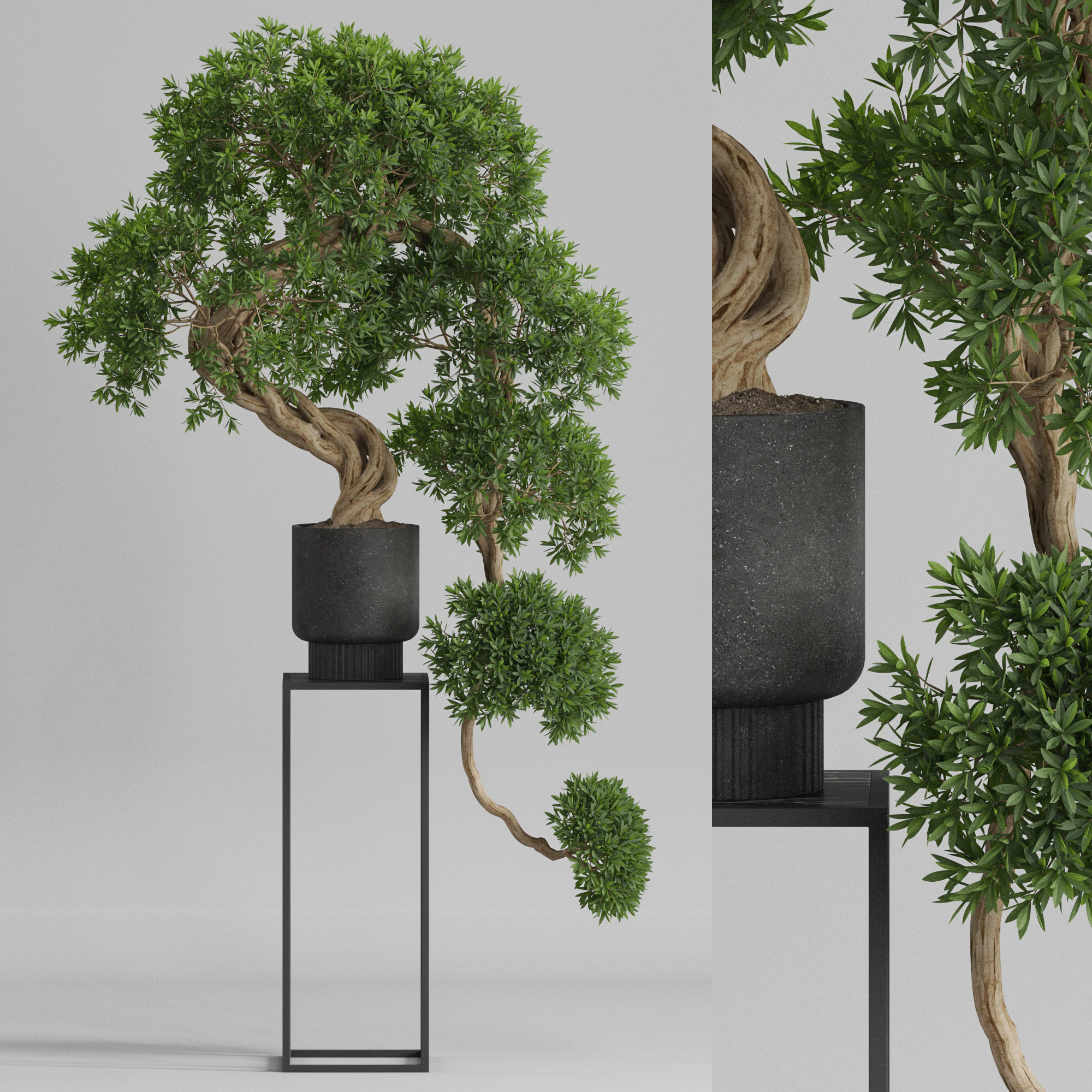 Plants collection 744 3D Model .c4d .max .obj .3ds .fbx .stl .blend 