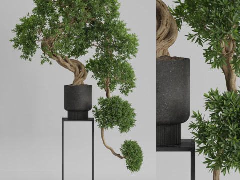 Plantencollectie 744 3D Model