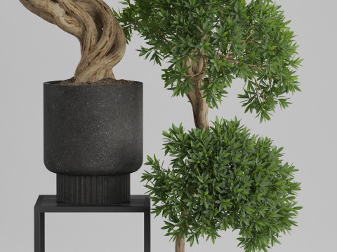 Plants collection 744 3D Model