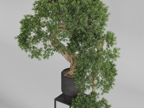 Plants collection 744 3D Model