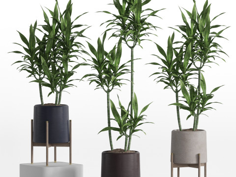 Plants collection 745 3D मॉडल