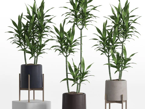 Коллекция растений 745 3D Модель