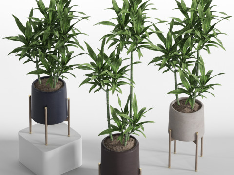 Plants collection 745 3D Модель