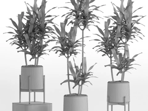 Plants collection 745 3D Model
