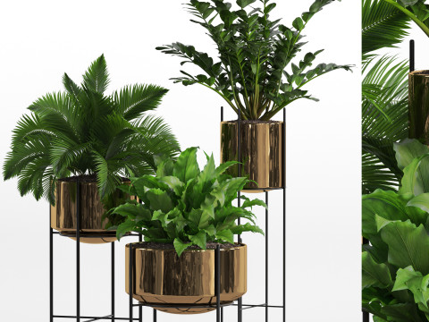 Plants collection 746 Modèle 3D