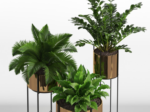 Plants collection 746 3D Model