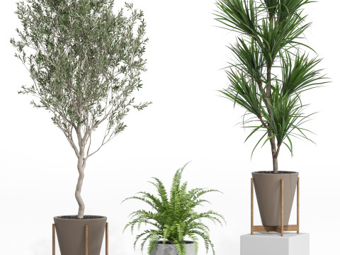 Plants collection 748 Modelo 3D