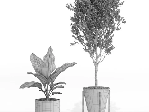 Plants collection 748 3D Model