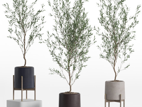 Plants collection 749 3D मॉडल